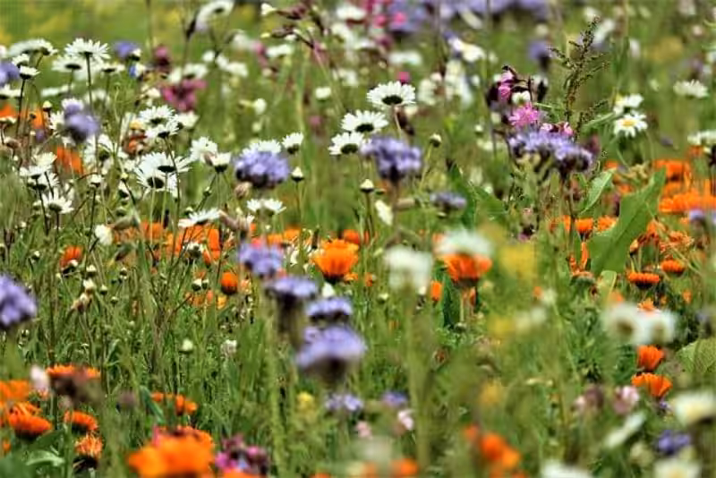 Biodiversitet i Haven: Et Bæredygtigt Paradis