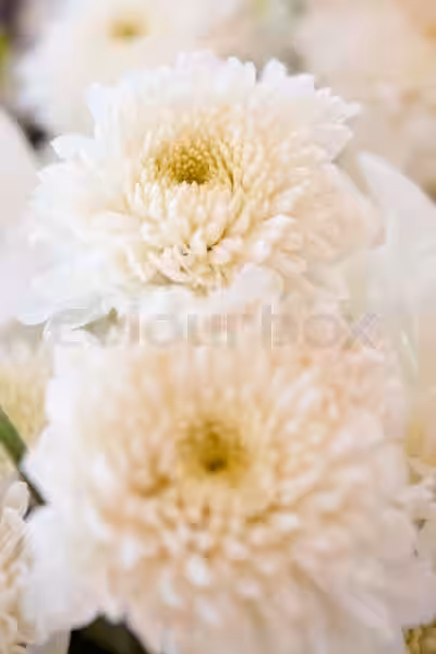 blomster-i-hojbede