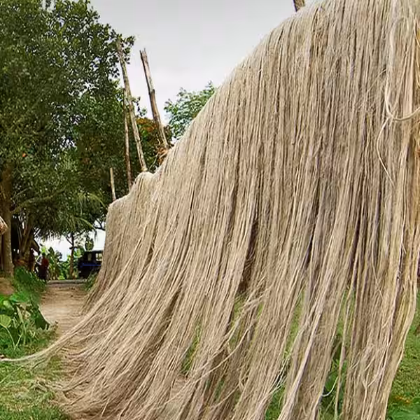jute